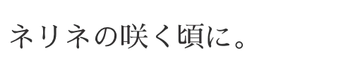 ネリネの咲く頃に。